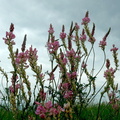 Sainfoin