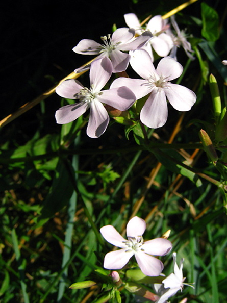 Saponaire-officinale480.jpg
