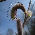 Saule-au-printemps-480